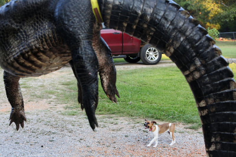 Illustration for article titled Giant Alligator Literally Broke The Scale When Biologists Weighed It